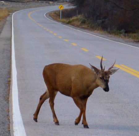 L-706 ¡¡Huemul cruzando la ruta!!